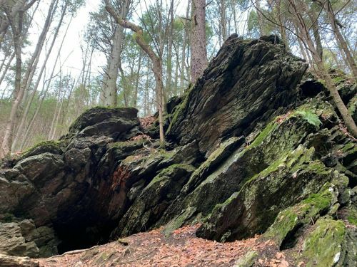 A rocky outcrop covered in moss, surrounded by trees in a forest setting. Fallen leaves are scattered on the ground.