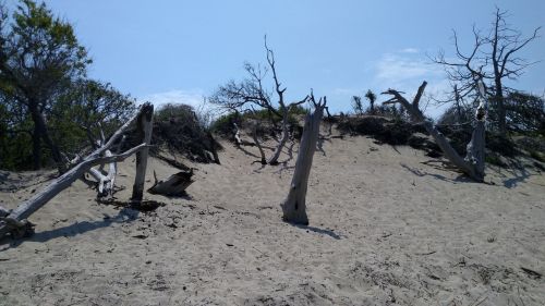 A sandy beach with weathered driftwood and sparse vegetation under a clear blue sky.