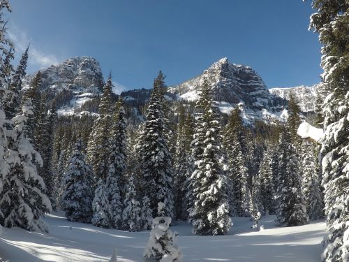 Snow-covered trees in a winter landscape, with majestic mountains rising in the background under a clear blue sky.