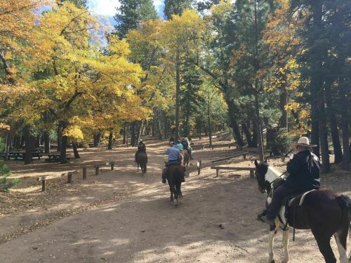 A group of people riding horses along a forest path surrounded by autumn-colored trees.