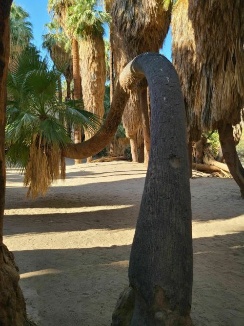A curved palm tree trunk with lush green fronds in a sunlit desert landscape.