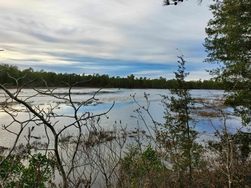 A serene view of a calm lake surrounded by trees and marshland under a cloudy sky.