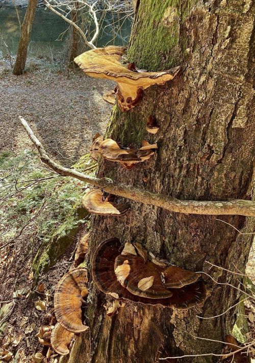 A tree trunk covered with various shelf fungi, showcasing intricate shapes and textures in a natural setting.