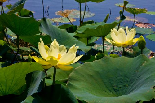 Two yellow lotus flowers bloom among large green leaves on a serene water surface.