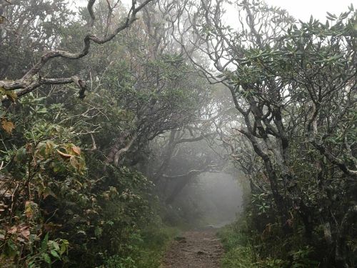 A misty forest path surrounded by twisted trees and dense foliage, creating an ethereal, tranquil atmosphere.