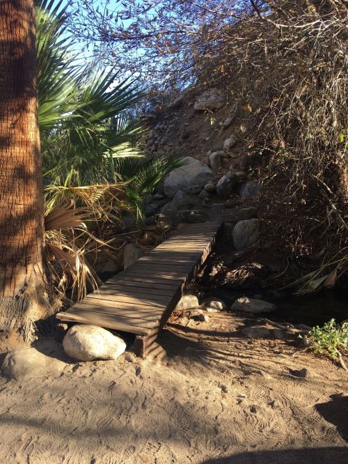 A wooden bridge crosses a small stream surrounded by rocks and palm trees in a natural setting.