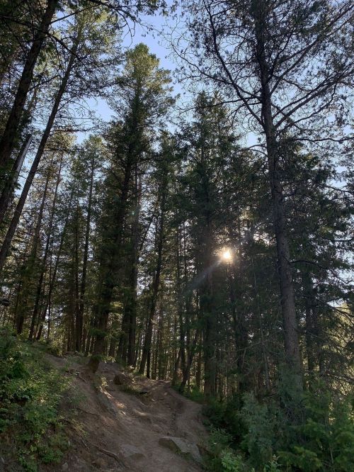 Sunlight filters through tall trees in a serene forest, casting dappled light on a rocky path below.