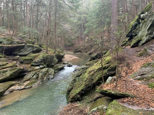 A serene forest scene featuring a winding stream surrounded by moss-covered rocks and tall trees.