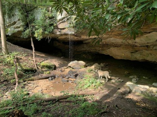 A dog stands near a rocky cave entrance with water dripping, surrounded by lush greenery and trees.