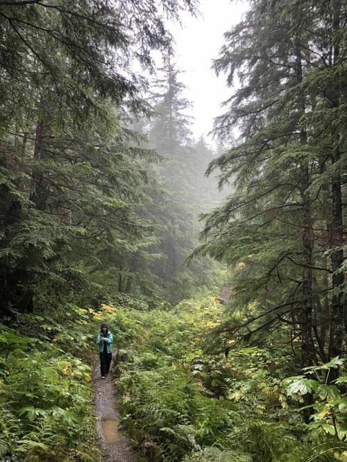 A person walks along a misty forest trail surrounded by lush green trees and ferns.