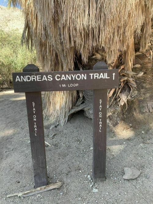 Sign for Andreas Canyon Trail, indicating a 1-mile loop, surrounded by desert vegetation.