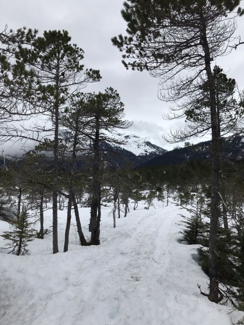 A snowy landscape with tall trees and mountains in the background under a cloudy sky.