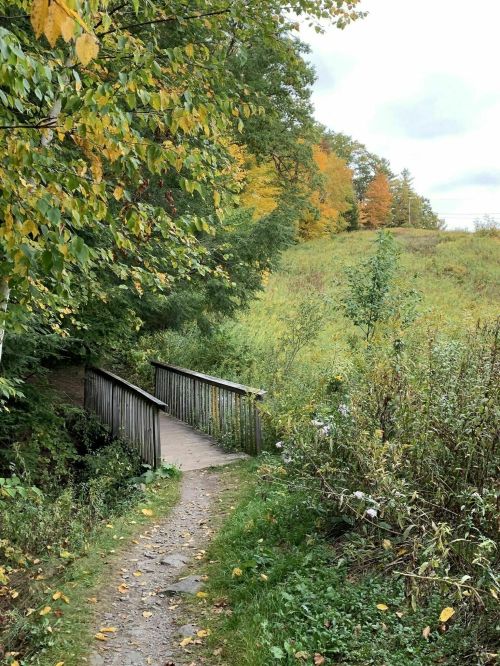 A wooden bridge over a small stream, surrounded by lush greenery and autumn-colored trees.