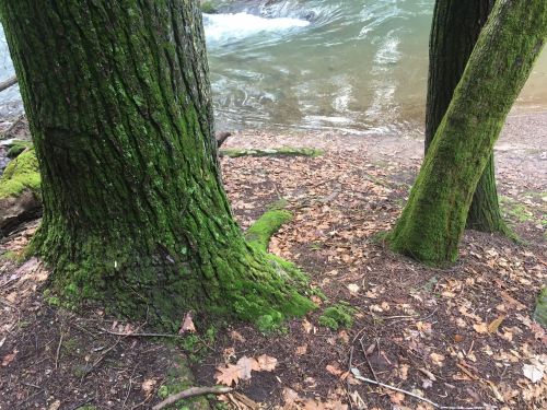 Two moss-covered trees stand near a riverbank, surrounded by fallen leaves and a flowing stream in the background.