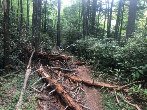 A narrow trail through a dense forest, with fallen logs and greenery on either side.