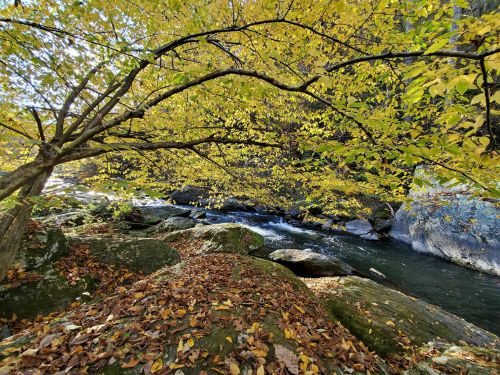 A serene river flows through a rocky landscape, framed by vibrant yellow autumn leaves.