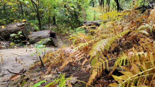 A forest scene featuring vibrant ferns and fallen logs, surrounded by lush greenery and a soft, earthy path.