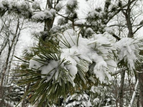 Snow-covered pine branches against a backdrop of a winter forest.