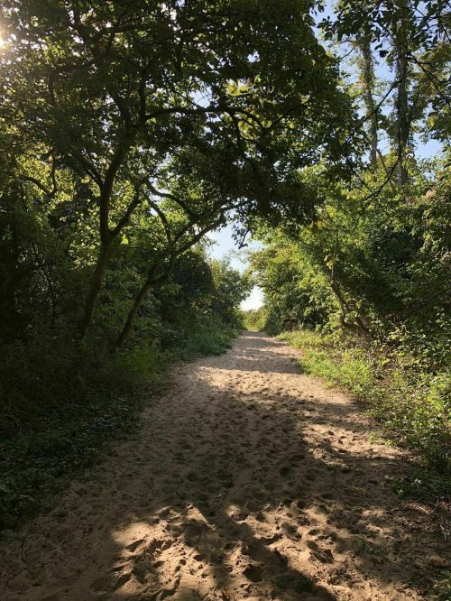 A sandy path winds through a lush green forest, surrounded by trees and dappled sunlight.