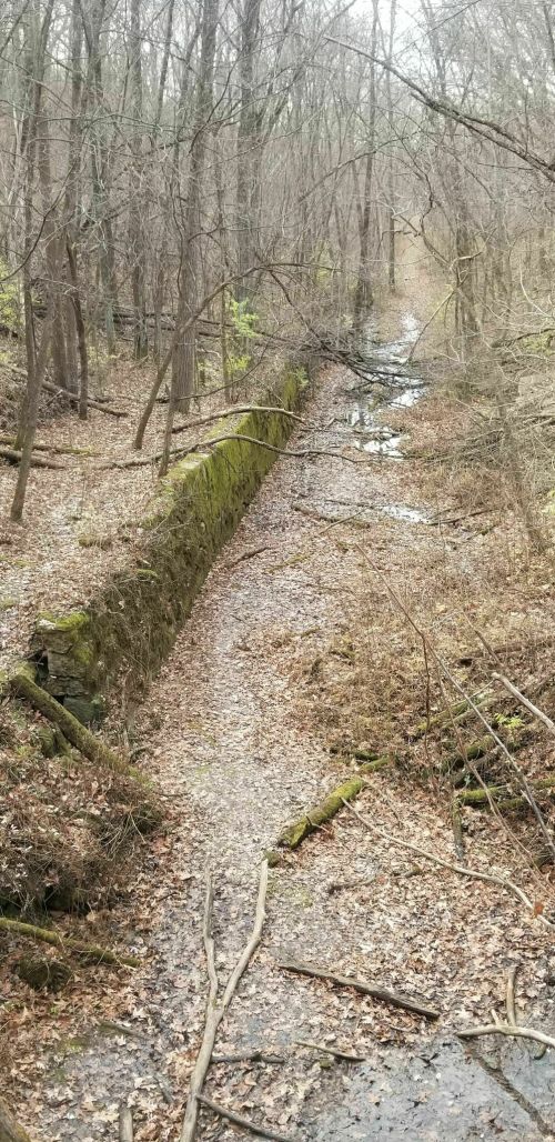 A winding, overgrown path through a wooded area with bare trees and a small stream running alongside.