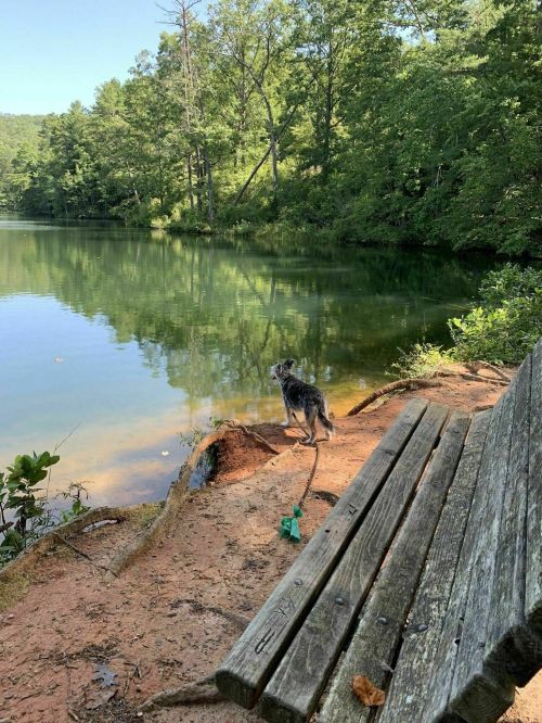 A dog stands by a calm lake, gazing at the water, with a wooden bench nearby surrounded by trees.