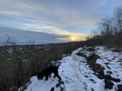 A dog explores a snowy trail at sunset, surrounded by sparse trees and a view of the distant landscape.