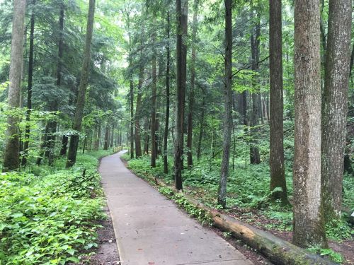 A serene forest path winding through tall trees and lush greenery, creating a peaceful natural setting.