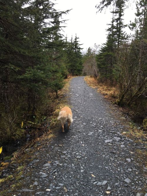 A golden retriever walking down a gravel path surrounded by trees and greenery.