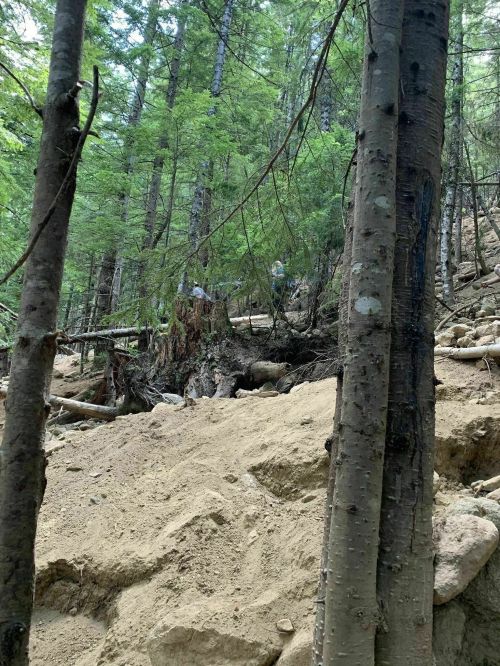 A rocky, uneven terrain in a dense forest, with tall trees and a steep slope covered in dirt and debris.