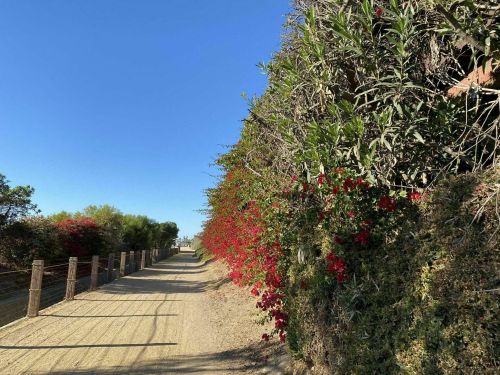 A dirt path lined with vibrant flowering bushes under a clear blue sky.