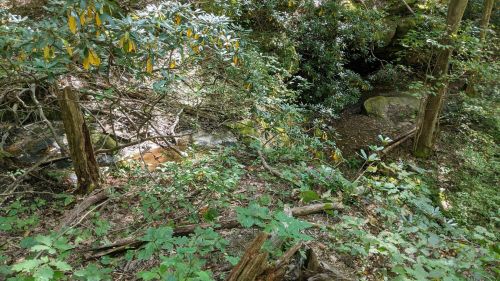A lush forest scene with dense greenery, rocks, and a small stream visible in the background.