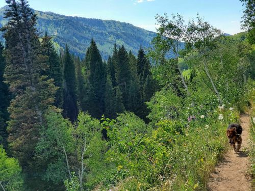 A dog walks along a dirt path surrounded by lush greenery and mountains in the background.