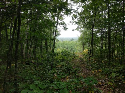 A forest path leads to a view of distant trees and hills, surrounded by lush greenery and foliage.