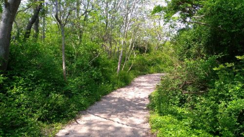 A winding path through lush greenery and trees, inviting exploration in a serene natural setting.