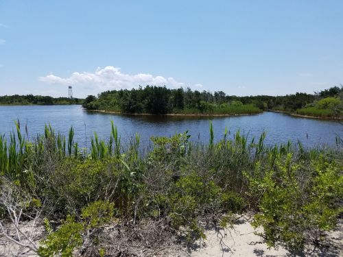 A serene landscape featuring a calm water body surrounded by lush greenery and tall grasses under a clear blue sky.