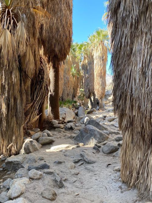 A rocky path lined with tall palm trees and dry vegetation under a clear blue sky.