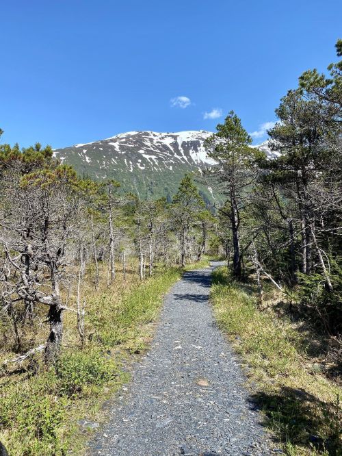A gravel path leads through trees towards a snow-capped mountain under a clear blue sky.