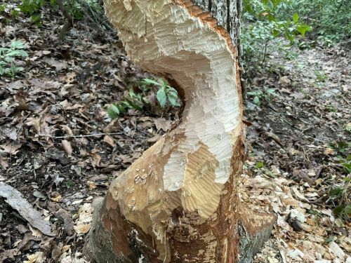 A close-up of a tree trunk with a spiral cut, revealing fresh wood and surrounding leaf litter on the forest floor.