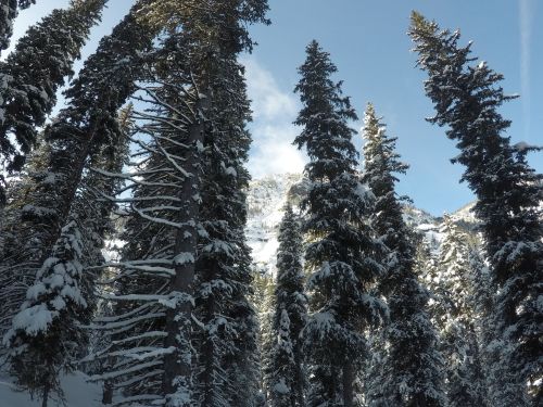 Snow-covered trees frame a mountain peak under a clear blue sky, creating a serene winter landscape.