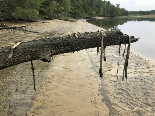 A weathered log hangs over a calm riverbank, surrounded by trees and sandy shorelines.