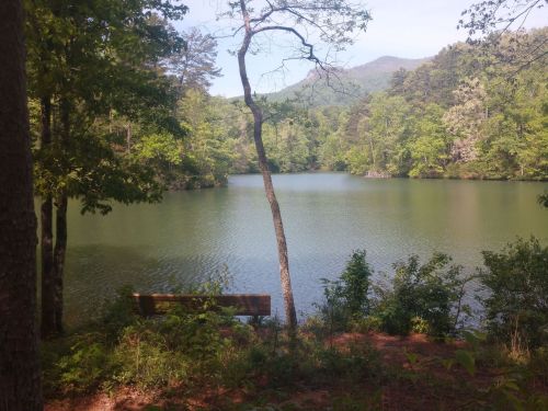 A serene lake surrounded by lush greenery and trees, with a bench overlooking the water.