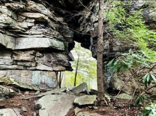 A natural rock formation with a large arch, surrounded by trees and greenery in a forested area.