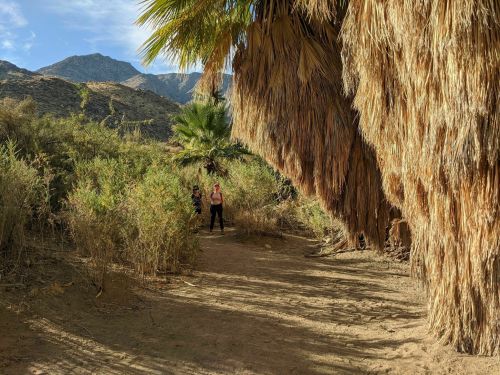 Two hikers stand among tall palm trees in a desert landscape, with mountains in the background and sunlight filtering through.