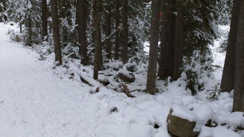 A snowy forest path lined with trees, featuring a blanket of snow on the ground and rocks peeking through.