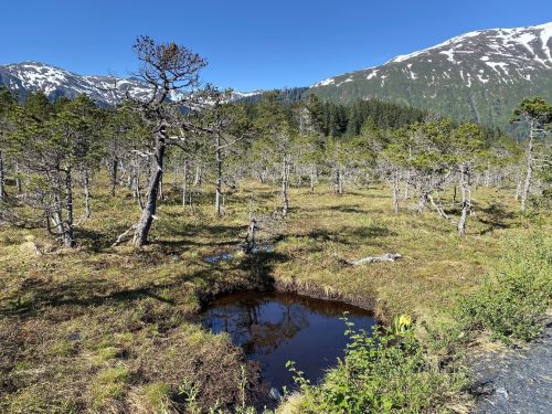 A serene landscape featuring a small pond surrounded by sparse trees and mountains under a clear blue sky.