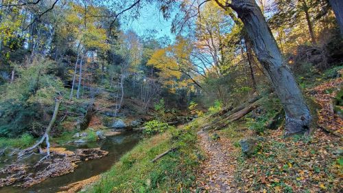A serene forest scene with a winding path, colorful autumn leaves, and a calm stream surrounded by trees.