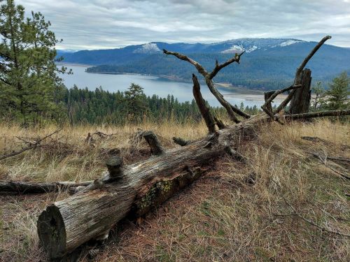 A fallen log in a grassy area overlooks a lake surrounded by mountains under a cloudy sky.