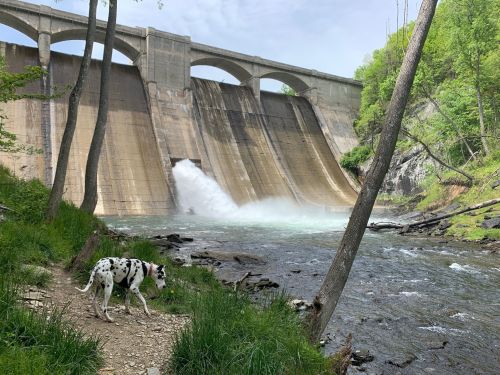A dog walks along a riverbank near a dam, with water cascading down the concrete structure surrounded by greenery.