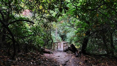 A narrow path leads to a wooden bridge surrounded by lush greenery and dense foliage.
