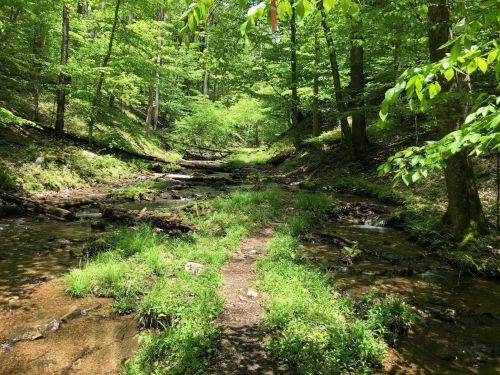 A serene forest scene with a narrow path through lush greenery and a gentle stream flowing alongside.